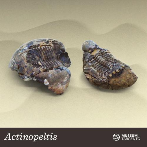 Actinopeltis